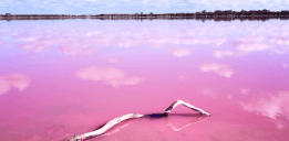 How Does Salt Color These Lakes Pink?