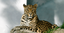 Creature Conservation: Protections for the Amur Leopard