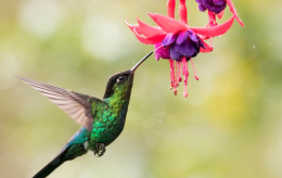 Learn How Hummingbird Trackers Help Map Bird Populations