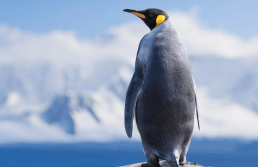 Aquatic and Avian: Fun Facts All About Penguins